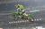 Eli Tomac at San Diego 2 Supercross