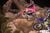 Cole Seely and Chad Reed, A2 Supercross 2016